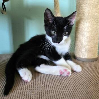 Domestic Short Hair Cats Available for Adoption in Mission Viejo, California - Jafar | PetCurious