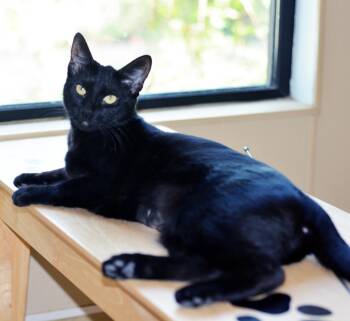 Rescue Domestic Short Hair Cats for Adoption in San Clemente, California - BUNNY | PetCurious