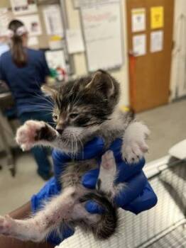 Domestic Short Hair Cats Available for Adoption in Gainesville, Florida - Nike | PetCurious