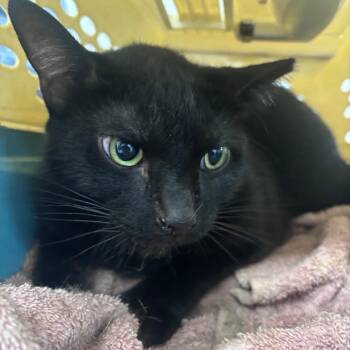 Lil -  Domestic Short Hair Cat for Adoption in Indianapolis, Indiana - Lil | PetCurious