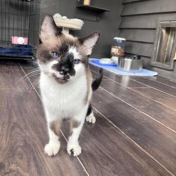 Fuzz Lightyear -  Siamese Cat for Adoption in Freeport, Florida - Fuzz Lightyear | PetCurious