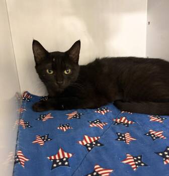 Domestic Short Hair Cats Available for Adoption in Walled Lake, Michigan - Trevora (must Be Adopted With Tayla) | PetCurious