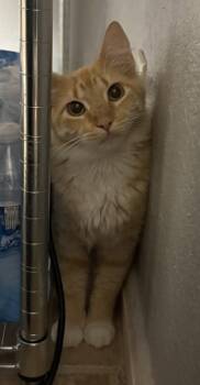 Karla -  Domestic Medium Hair Cat for Adoption in Kansas City, Missouri - Karla | PetCurious