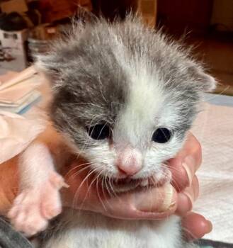 Domestic Short Hair Cats Available for Adoption in Leonardtown, Maryland - Avery | PetCurious
