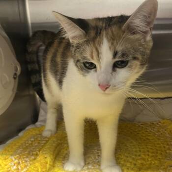 Rain Drop -  Domestic Short Hair Cat for Adoption in Oak Park, Illinois - Rain Drop | PetCurious