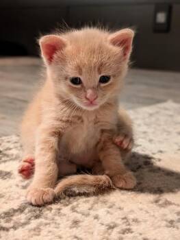 Rands -  Domestic Short Hair Cat for Adoption in San Antonio, Texas - Rands | PetCurious