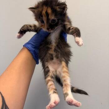 Cheeto -  Domestic Short Hair Cat for Adoption in Philadelphia, Pennsylvania - Cheeto | PetCurious