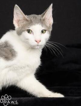 Eli -  Domestic Short Hair Cat for Adoption in Orland Hills, Illinois - Eli | PetCurious