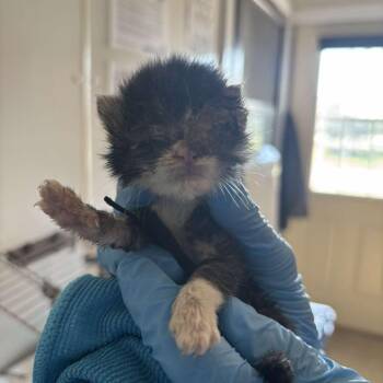 Lindsay Lohan -  Domestic Short Hair Cat for Adoption in Glenwood, Minnesota - Lindsay Lohan | PetCurious