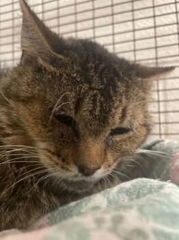 Rescue Domestic Short Hair Cats for Adoption in Knoxville, Tennessee - Indianapolis | PetCurious