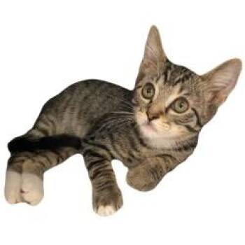 -Charles -  Tabby and Domestic Short Hair Cat for Adoption in Red Bluff, California - -Charles | PetCurious