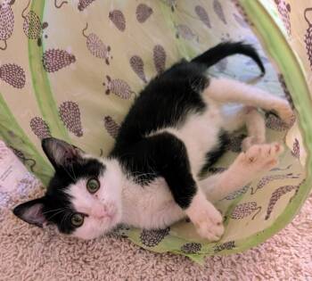 Rescue Domestic Short Hair Cats for Adoption in Evans, Georgia - Gene | PetCurious