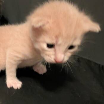 Oliver -  Domestic Short Hair Cat Available for Adoption in North Port, Florida - Oliver | PetCurious