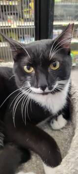 Ernie -  Tuxedo Cat for Adoption in Cleveland, Ohio - Ernie | PetCurious