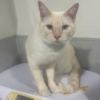 Domestic Short Hair Cats Available for Adoption in Tampa, Florida - Snowball | PetCurious