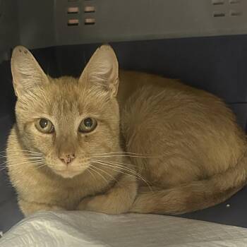 Cavendish -  Domestic Short Hair Cat for Adoption in Salt Lake City, Utah - Cavendish | PetCurious