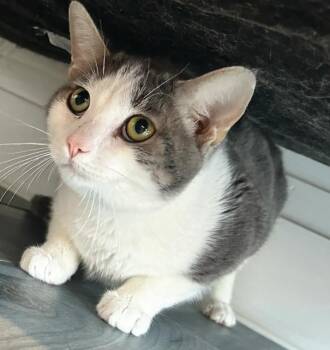 Domestic Short Hair Cats Available for Adoption - Morty | PetCurious