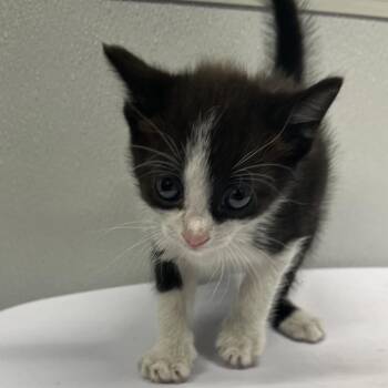 Domestic Short Hair Cats Available for Adoption - Stormy | PetCurious