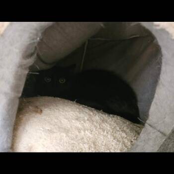 Clementine -  Domestic Short Hair Cat for Adoption in Conway, New Hampshire - Clementine | PetCurious