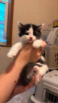 Meri 2 -  Domestic Short Hair Cat for Adoption in Parsons, West Virginia - Meri 2 | PetCurious