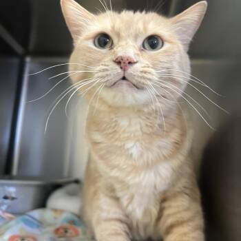 Domestic Short Hair Cats Available for Adoption in Spokane Valley, Washington - Nila | PetCurious