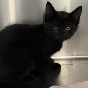 Domestic Short Hair Cats Available for Adoption in Grand Rapids, Michigan - Onyx - Chow Hound Northland | PetCurious