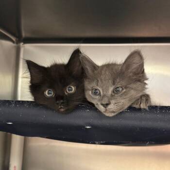 One in a Melon -  Domestic Long Hair Cat for Adoption in Charlottesville, Virginia - One In A Melon | PetCurious