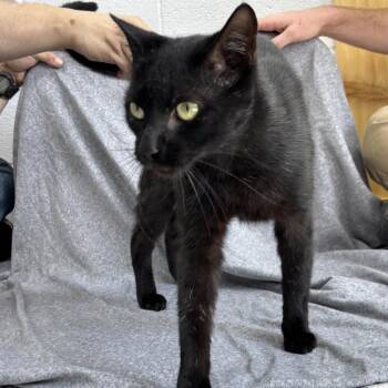 Mr. Kitty -  Domestic Short Hair Cat for Adoption in Madisonville, Kentucky - Mr. Kitty | PetCurious
