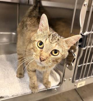 Jekyll -  Domestic Short Hair Cat for Adoption in Saint Charles, Missouri - Jekyll | PetCurious