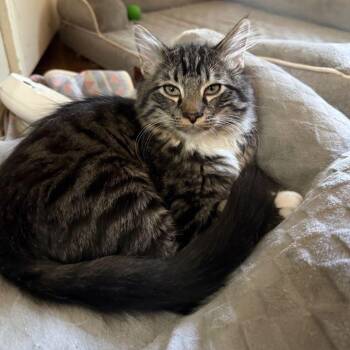 Tabby and Domestic Medium Hair Cats Available for Adoption in Tulsa, Oklahoma - Figaro | PetCurious