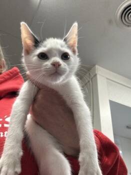 Rescue Domestic Short Hair Cats for Adoption in Morristown, New Jersey - Anthony | PetCurious