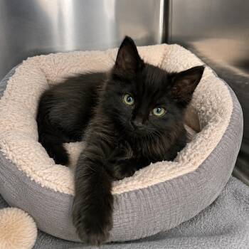 CASH -  Domestic Medium Hair Cat for Adoption in Cranston, Rhode Island - CASH | PetCurious