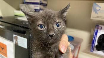 A611042 -  Domestic Medium Hair Cat Available for Adoption in Modesto, California - A611042 | PetCurious