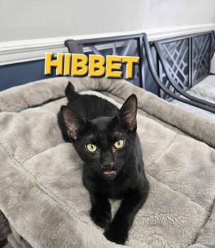 Rescue Domestic Short Hair Cats for Adoption in Rome, Georgia - Hibbett (Mt. Berry 1) | PetCurious