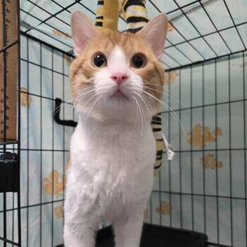 Kody -  Domestic Short Hair Cat for Adoption in Oshkosh, Wisconsin - Kody | PetCurious