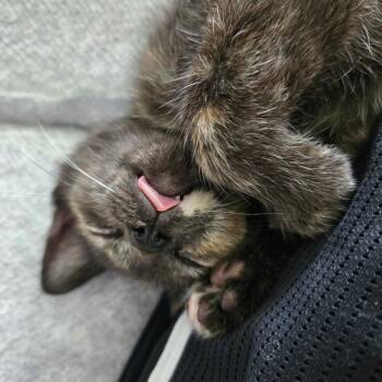 Stassi -  Domestic Short Hair Cat for Adoption in Dickson, Tennessee - Stassi | PetCurious