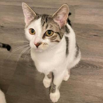 Domestic Short Hair Cats Available for Adoption - Shy Guy | PetCurious