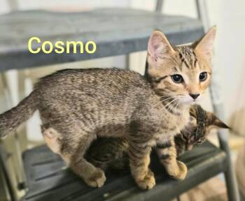 Cosmo -  Tabby and American Shorthair Cat for Adoption in Shrewsbury, Massachusetts - Cosmo | PetCurious