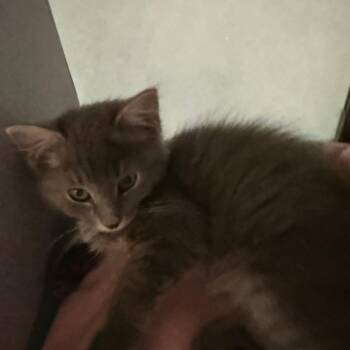 Echo -  Domestic Short Hair Cat for Adoption in Quakertown, Pennsylvania - Echo | PetCurious