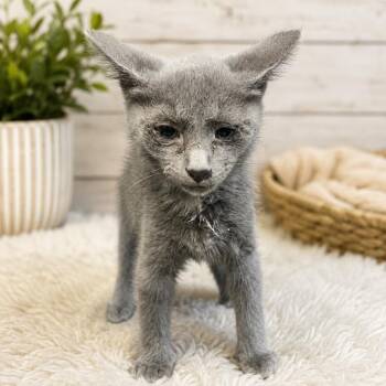 Erik -  Domestic Medium Hair Cat for Adoption in Pittsfield, Illinois - Erik | PetCurious