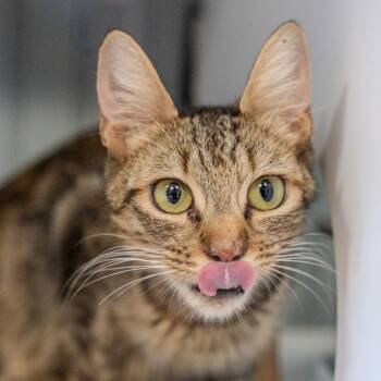 Rescue Domestic Short Hair Cats for Adoption in Pawling, New York - Mary | PetCurious