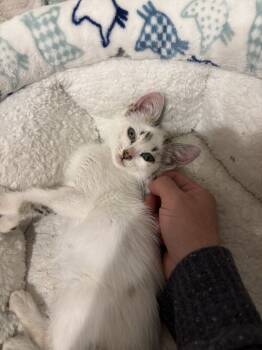 Rescue Domestic Short Hair Cats for Adoption in Albany, Wisconsin - Kristin | PetCurious