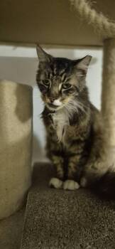 Squishy Squashy -  Domestic Long Hair Cat Available for Adoption in Florham Park, New Jersey - Squishy Squashy | PetCurious
