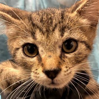 Echo -  Domestic Medium Hair Cat for Adoption in Yuma, Arizona - Echo | PetCurious