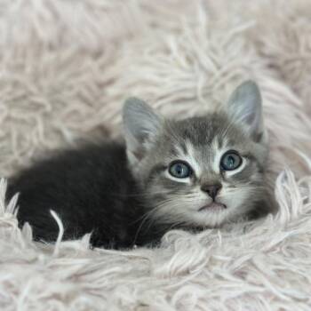 Juniper -  Domestic Short Hair and Domestic Medium Hair Cat Available for Adoption in Tustin, California - Juniper | PetCurious