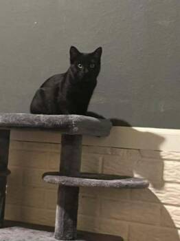 Domestic Short Hair Cats Available for Adoption in Lansing, Michigan - Kira (26-014 C) | PetCurious