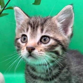 Domestic Short Hair Cats Available for Adoption - United  | PetCurious