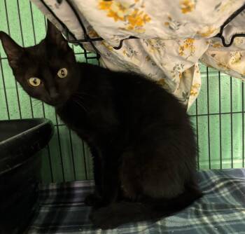U Little Momma -  Domestic Short Hair Cat for Adoption in Frankfort, Kentucky - U Little Momma | PetCurious