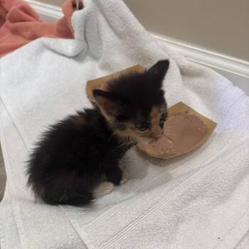 Mooch 13 -  Domestic Short Hair Cat for Adoption in Austin, Texas - Mooch 13 | PetCurious