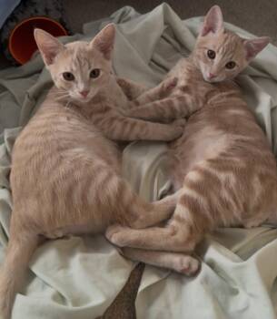 Fess Fess & Noonies -  American Shorthair Cat for Adoption in Walnut Creek, California - Fess Fess & Noonies | PetCurious